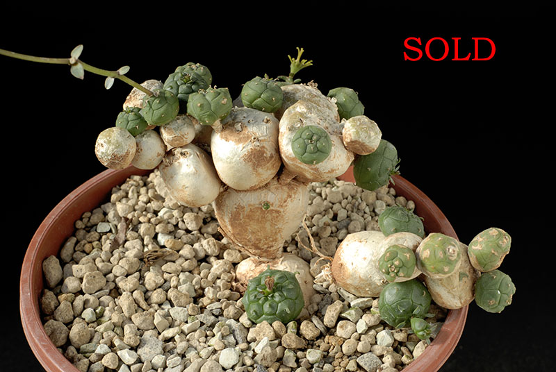 Euphorbia globosa Cm. 11 € 26,50.jpg